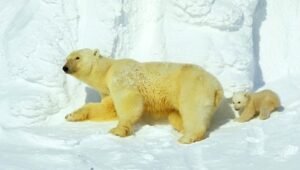 كوكب الأرض: 1×1