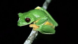 كوكب الأرض: 1×8