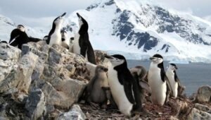 كوكب الأرض: 1×6