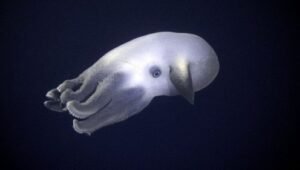 كوكب الأرض: 1×11